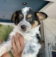 Cowboy corgi girl, a female Australian Cattle Dog and Pembroke Welsh Corgi for sale in Palmdale, CA – 9 of 9