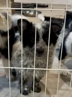 Cowboy corgi girl, a female Australian Cattle Dog and Pembroke Welsh Corgi for sale in Palmdale, CA – 4 of 9