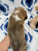 Sweet Pea, a female Cardigan Welsh Corgi and Pembroke Welsh Corgi for sale in Palmdale, CA – Photo 5 of 5