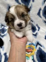 Sweet Pea, a female Cardigan Welsh Corgi and Pembroke Welsh Corgi for sale in Palmdale, CA – Photo 4 of 5