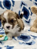 Sweet Pea, a female Cardigan Welsh Corgi and Pembroke Welsh Corgi for sale in Palmdale, CA – Photo 2 of 5