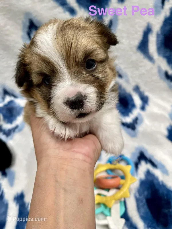 Sweet Pea, a female Cardigan Welsh Corgi and Pembroke Welsh Corgi for sale in Palmdale, CA – Photo 1 of 5