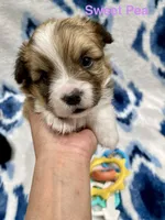 Sweet Pea, a female Cardigan Welsh Corgi and Pembroke Welsh Corgi for sale in Palmdale, CA – Photo 1 of 5
