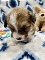 Sweet Pea, a female Cardigan Welsh Corgi and Pembroke Welsh Corgi for sale in Palmdale, CA – Photo 3 of 5