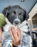 Cowboy corgi girl, a female Australian Cattle Dog and Pembroke Welsh Corgi for sale in Palmdale, CA – 2 of 9