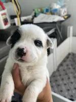 Puppy girl, a female Australian Cattle Dog and Pembroke Welsh Corgi for sale in Palmdale, CA – 5 of 10