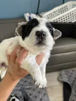 Puppy male, a male Australian Cattle Dog and Pembroke Welsh Corgi for sale in Palmdale, CA – 7 of 10