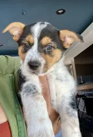 Cowboy corgi girl, a female Australian Cattle Dog and Pembroke Welsh Corgi for sale in Palmdale, CA – 7 of 9