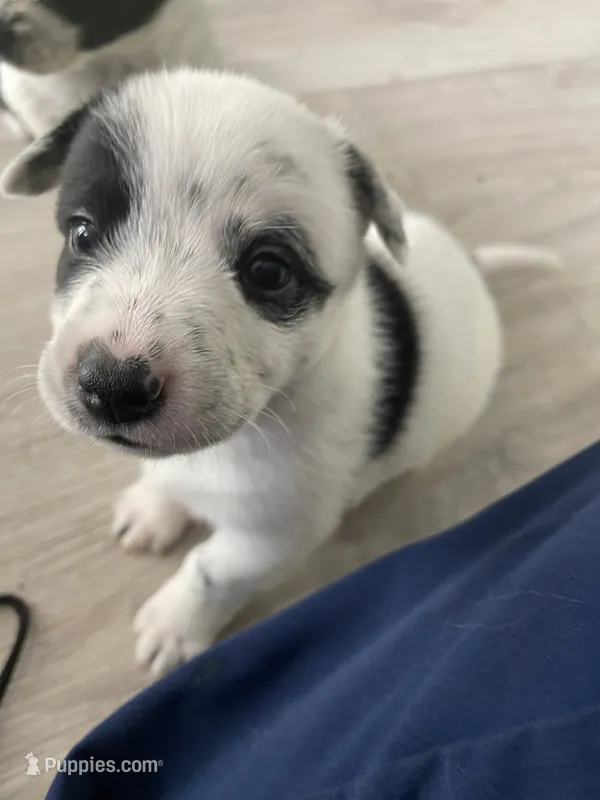 Cowboy corgi girl – Australian Cattle Dog, Pembroke Welsh Corgi puppy for sale in Palmdale, CA