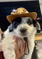  Last 2 Cowboy corgi male, a male Australian Cattle Dog and Pembroke Welsh Corgi for sale in Palmdale, CA – 2 of 9