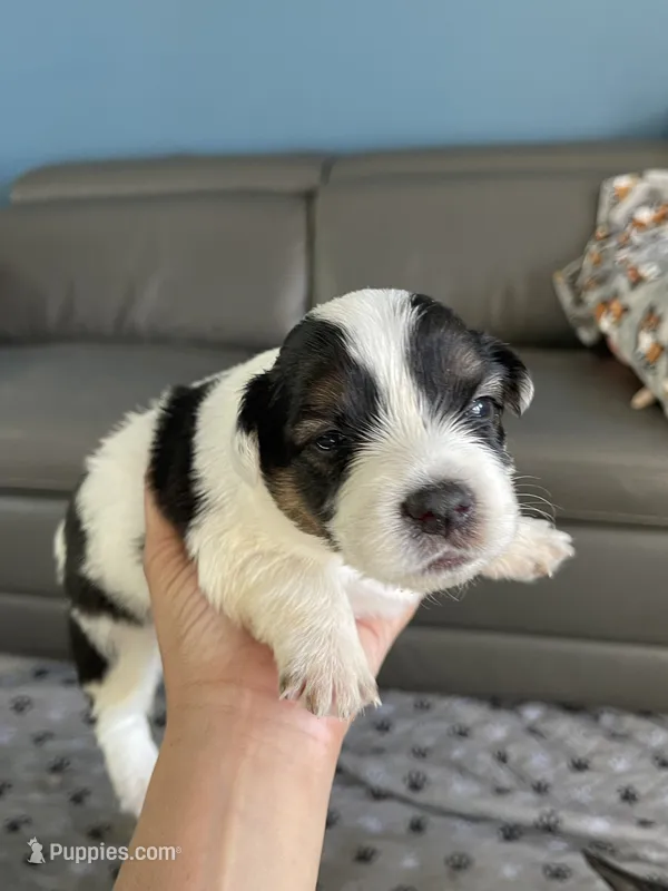 Puppy girl – Australian Cattle Dog, Pembroke Welsh Corgi puppy for sale in Palmdale, CA