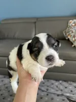 Puppy girl, a female Australian Cattle Dog and Pembroke Welsh Corgi for sale in Palmdale, CA – 1 of 10