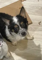 Cowboy corgi girl, a female Australian Cattle Dog and Pembroke Welsh Corgi for sale in Palmdale, CA – 5 of 9