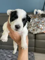 Puppy male, a male Australian Cattle Dog and Pembroke Welsh Corgi for sale in Palmdale, CA – 6 of 10