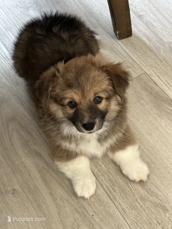 Lily – Cardigan Welsh Corgi, Pembroke Welsh Corgi puppy for sale in Palmdale, CA