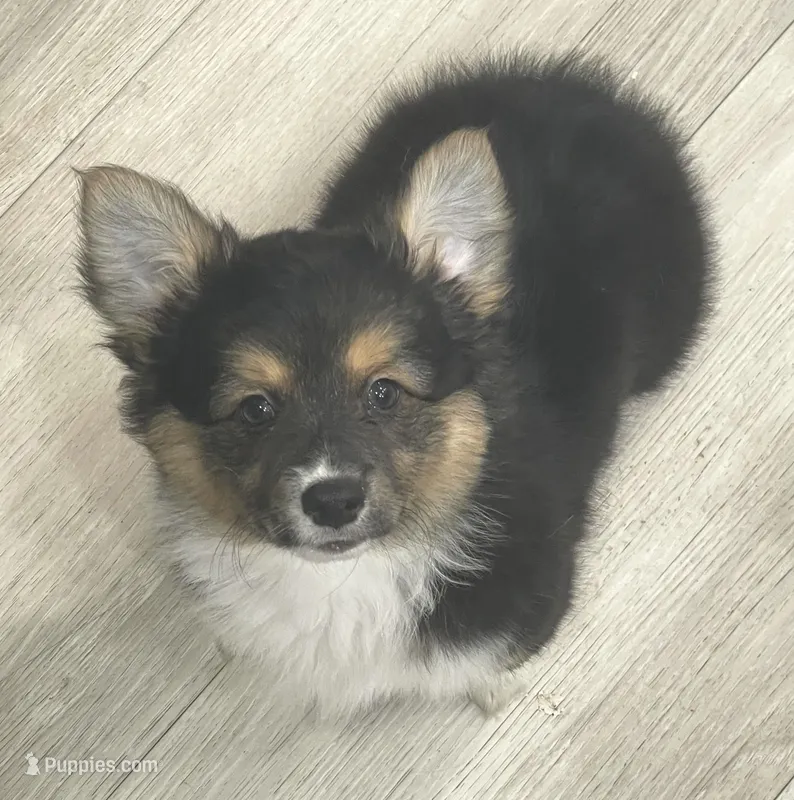 Clover – Cardigan Welsh Corgi, Pembroke Welsh Corgi puppy for sale in Palmdale, CA