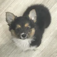 Clover, a female Cardigan Welsh Corgi and Pembroke Welsh Corgi for sale in Palmdale, CA – 1 of 6