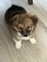 Lily, a female Cardigan Welsh Corgi and Pembroke Welsh Corgi for sale in Palmdale, CA – 2 of 7