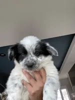  Last 2 Cowboy corgi male, a male Australian Cattle Dog and Pembroke Welsh Corgi for sale in Palmdale, CA – 3 of 9