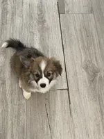 Big Chongus, a male Cardigan Welsh Corgi and Pembroke Welsh Corgi for sale in Palmdale, CA – Photo 5 of 5