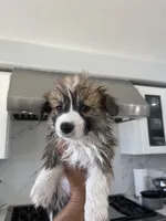 Big Chongus, a male Cardigan Welsh Corgi and Pembroke Welsh Corgi for sale in Palmdale, CA – Photo 3 of 5