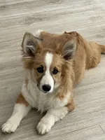 Big Chongus, a male Cardigan Welsh Corgi and Pembroke Welsh Corgi for sale in Palmdale, CA – Photo 4 of 5