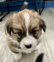 Big Chongus, a male Cardigan Welsh Corgi and Pembroke Welsh Corgi for sale in Palmdale, CA – Photo 2 of 5