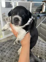 Puppy male, a male Australian Cattle Dog and Pembroke Welsh Corgi for sale in Palmdale, CA – 8 of 10