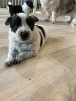 Cowboy corgi girl, a female Australian Cattle Dog and Pembroke Welsh Corgi for sale in Palmdale, CA – 6 of 9