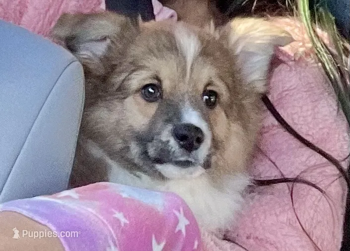 Lily – Cardigan Welsh Corgi, Pembroke Welsh Corgi puppy for sale in Palmdale, CA