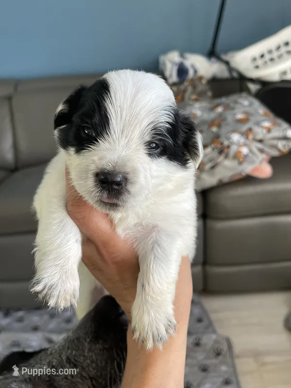 Puppy male – Australian Cattle Dog, Pembroke Welsh Corgi puppy for sale in Palmdale, CA