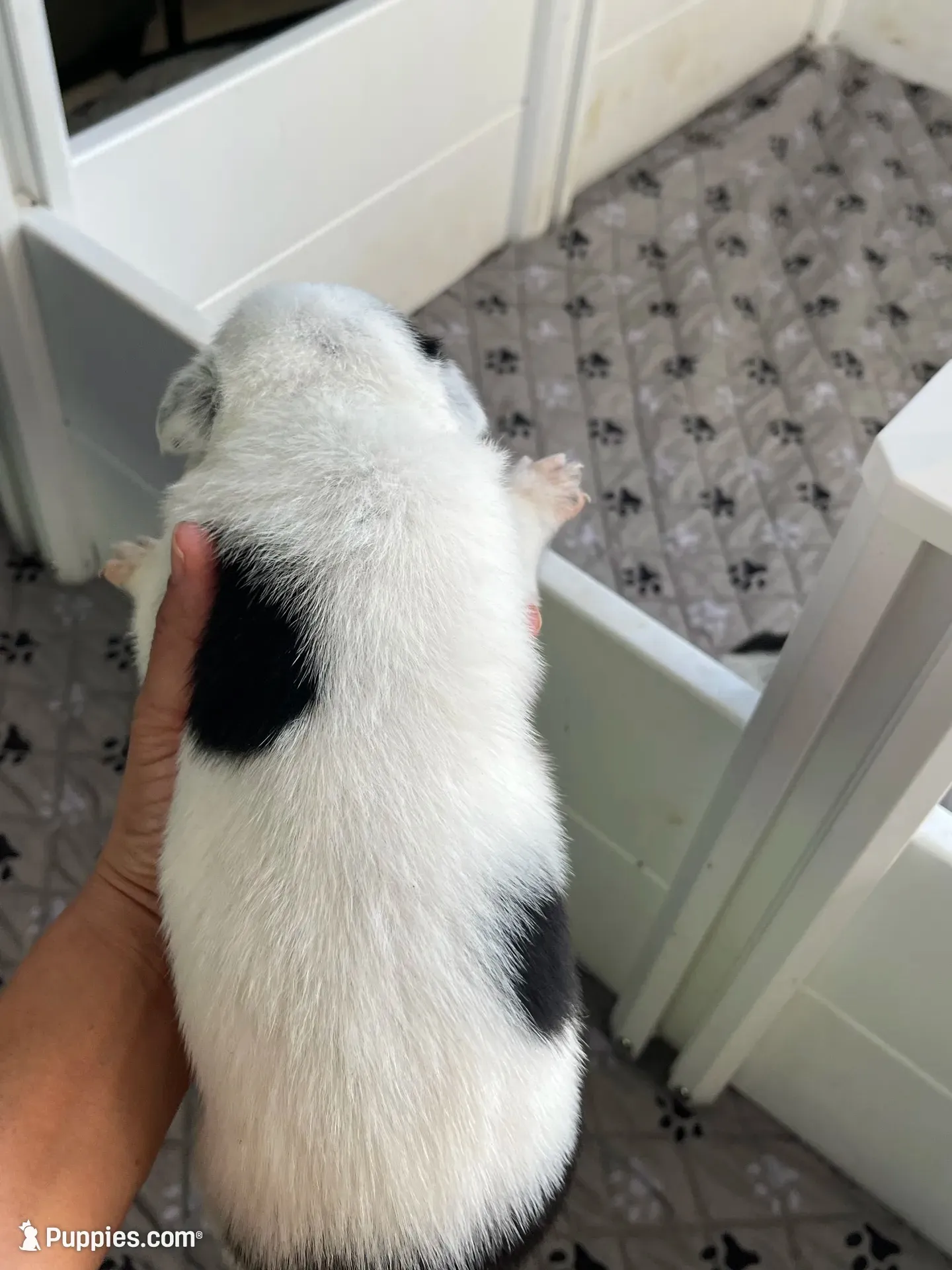  Last 2 Cowboy corgi male, a male Australian Cattle Dog and Pembroke Welsh Corgi for sale in Palmdale, CA – 7 of 9
