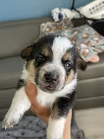 Puppy male, a male Australian Cattle Dog and Pembroke Welsh Corgi for sale in Palmdale, CA – 3 of 10