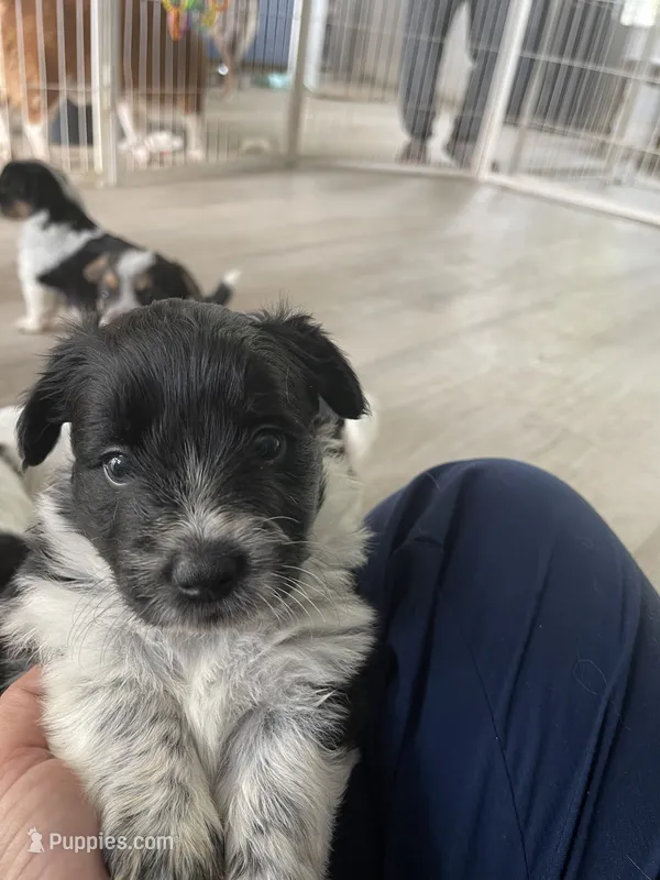 Cowboy corgi girl – Australian Cattle Dog, Pembroke Welsh Corgi puppy for sale in Palmdale, CA