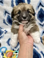 Lily, a female Cardigan Welsh Corgi and Pembroke Welsh Corgi for sale in Palmdale, CA – Photo 4 of 5