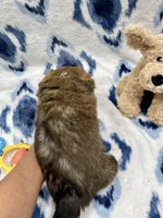 Lily, a female Cardigan Welsh Corgi and Pembroke Welsh Corgi for sale in Palmdale, CA – Photo 5 of 5