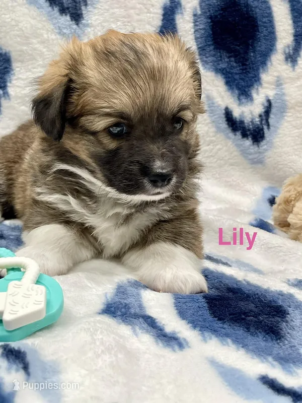 Lily – Cardigan Welsh Corgi, Pembroke Welsh Corgi puppy for sale in Palmdale, CA