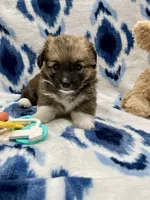 Lily, a female Cardigan Welsh Corgi and Pembroke Welsh Corgi for sale in Palmdale, CA – Photo 3 of 5