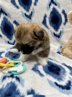Lily, a female Cardigan Welsh Corgi and Pembroke Welsh Corgi for sale in Palmdale, CA – Photo 2 of 5