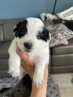 Puppy girl, a female Australian Cattle Dog and Pembroke Welsh Corgi for sale in Palmdale, CA – 2 of 10
