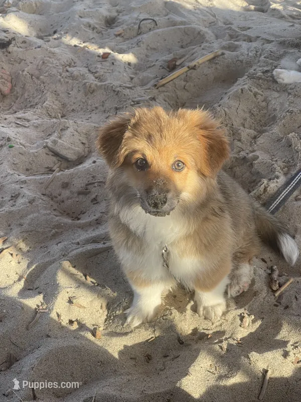Lily – Cardigan Welsh Corgi, Pembroke Welsh Corgi puppy for sale in Palmdale, CA