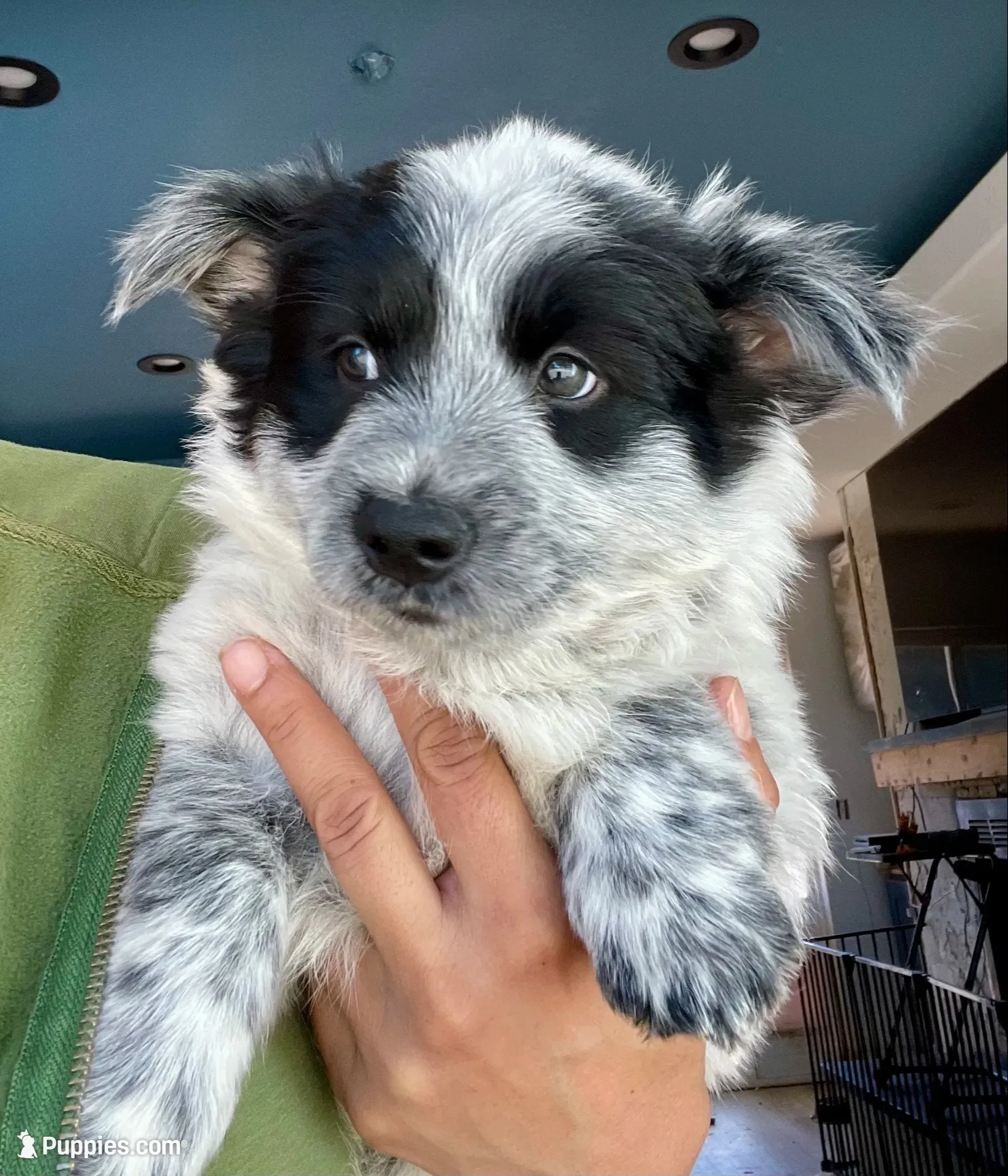 Cowboy corgi girl, a female Australian Cattle Dog and Pembroke Welsh Corgi for sale in Palmdale, CA – 1 of 9