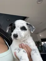  Last 2 Cowboy corgi male, a male Australian Cattle Dog and Pembroke Welsh Corgi for sale in Palmdale, CA – 4 of 9