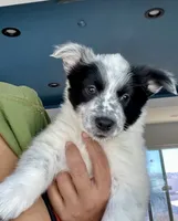 Cowboy corgi girl, a female Australian Cattle Dog and Pembroke Welsh Corgi for sale in Palmdale, CA – 3 of 9