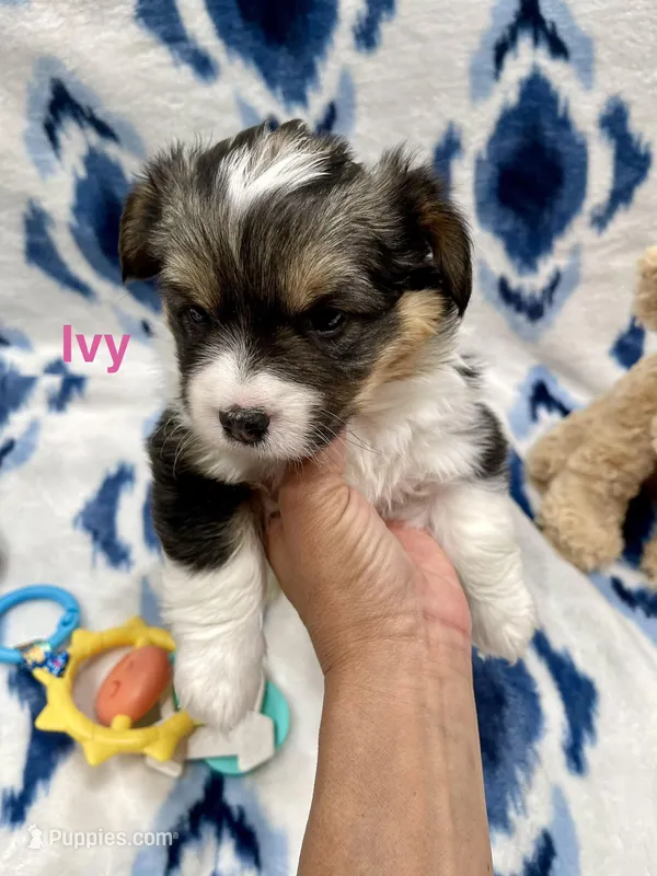 Ivy – Cardigan Welsh Corgi, Pembroke Welsh Corgi puppy for sale in Palmdale, CA