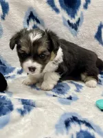 Ivy, a female Cardigan Welsh Corgi and Pembroke Welsh Corgi for sale in Palmdale, CA – Photo 2 of 4