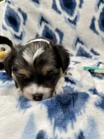 Ivy, a female Cardigan Welsh Corgi and Pembroke Welsh Corgi for sale in Palmdale, CA – Photo 4 of 4