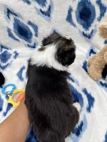 Ivy, a female Cardigan Welsh Corgi and Pembroke Welsh Corgi for sale in Palmdale, CA – Photo 3 of 4