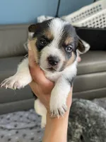 Puppy male, a male Australian Cattle Dog and Pembroke Welsh Corgi for sale in Palmdale, CA – 5 of 10