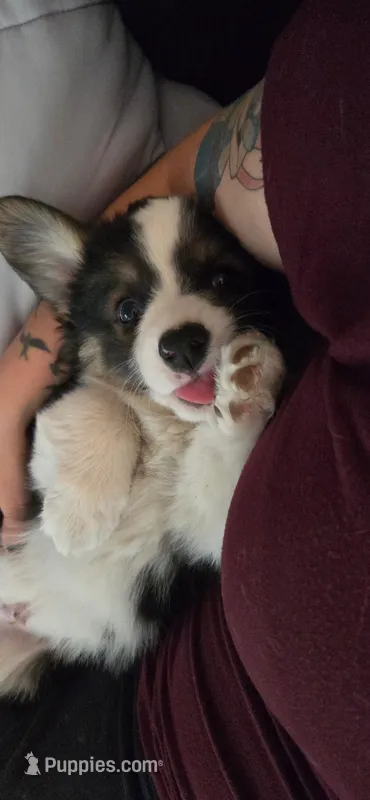 Ivy – Cardigan Welsh Corgi, Pembroke Welsh Corgi puppy for sale in Palmdale, CA